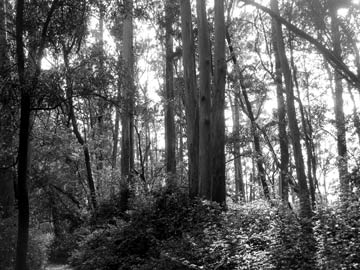 Mt Sutro Forest
