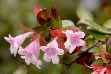 abelia grandiflora