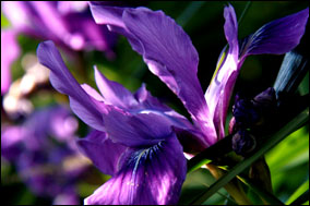 Iridaeceae Douglissima (Wild Iris}