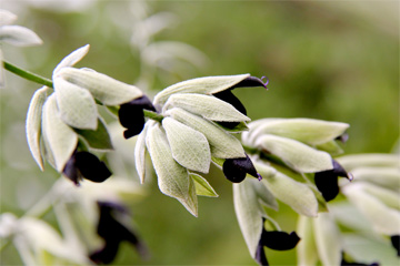 salvia