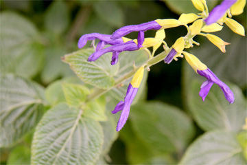 salvia mexicana