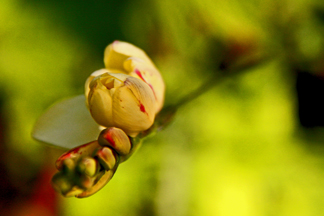 Ixia maculata hybred