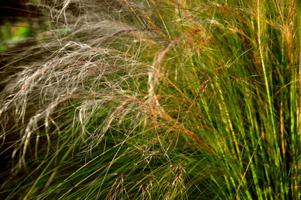 erhardta grass
