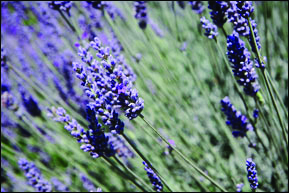 lavender