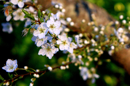 plum tree in bloom