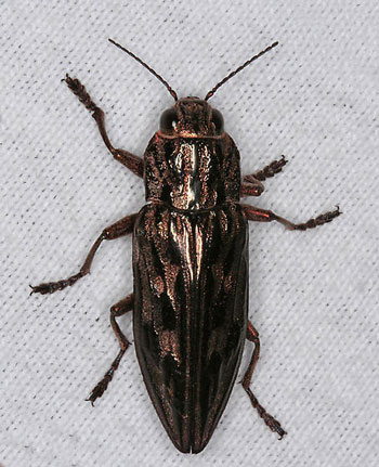 Pine Borer Beetle