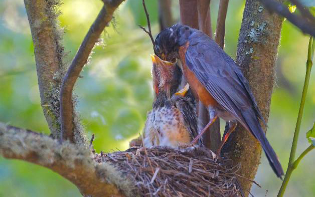 Robin Nesting