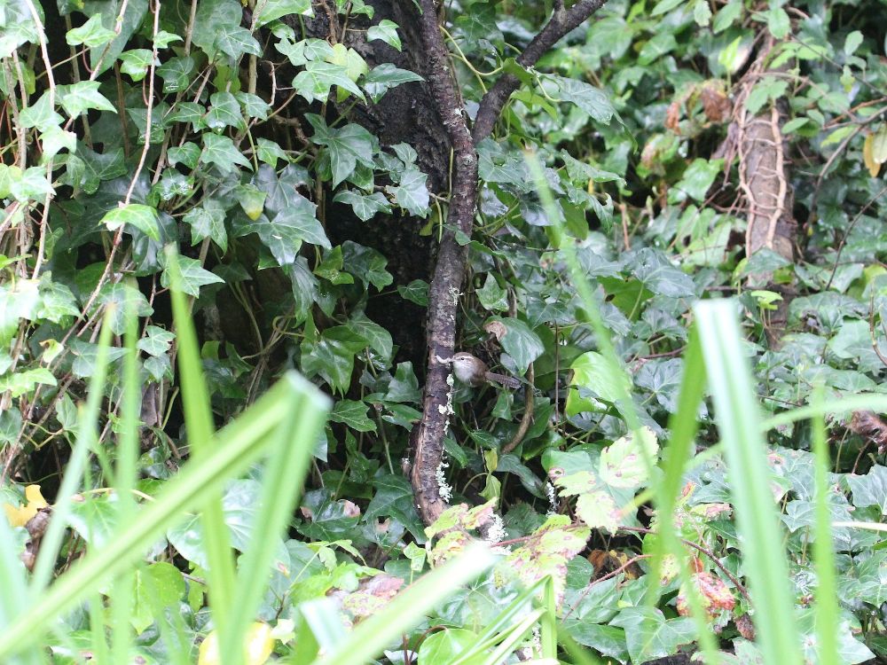 McClaren Park Trail Notice