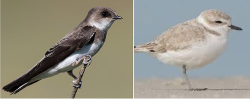Threatened sea birds