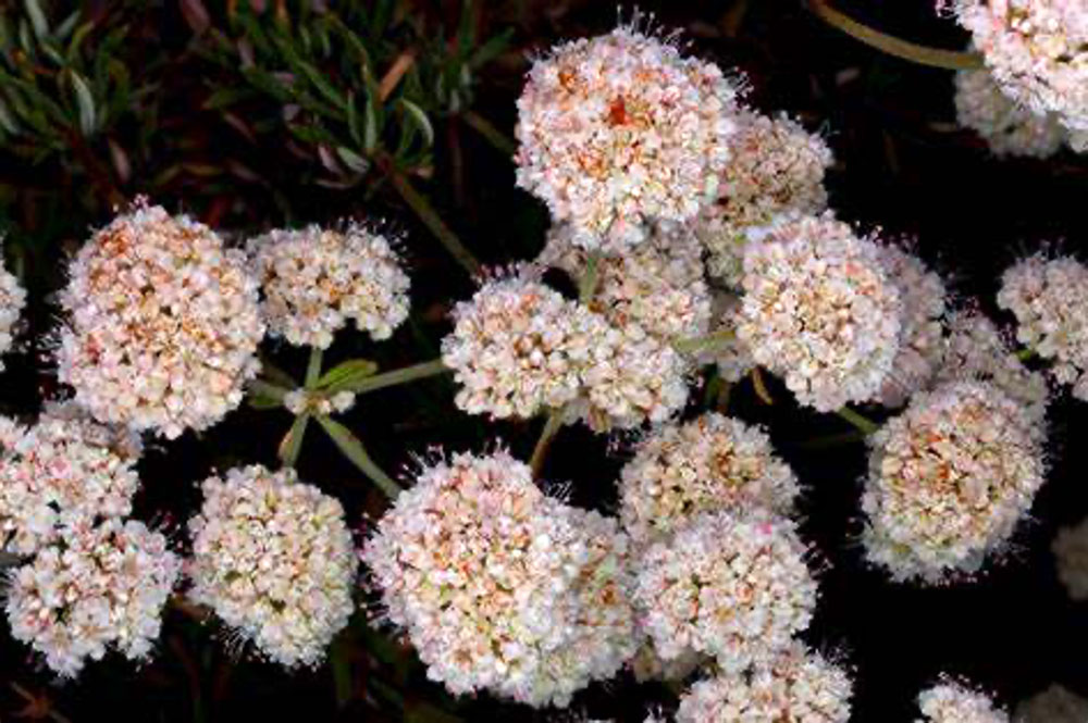 california-buckwheat