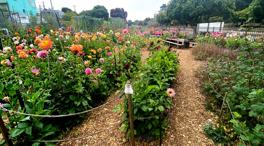 Dahlia garden at Sisterhood Gardens