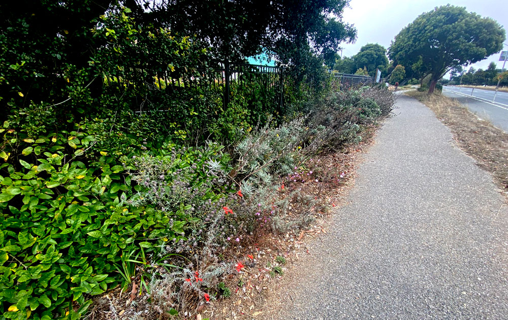 perimeter plantings at sisterhood gardens