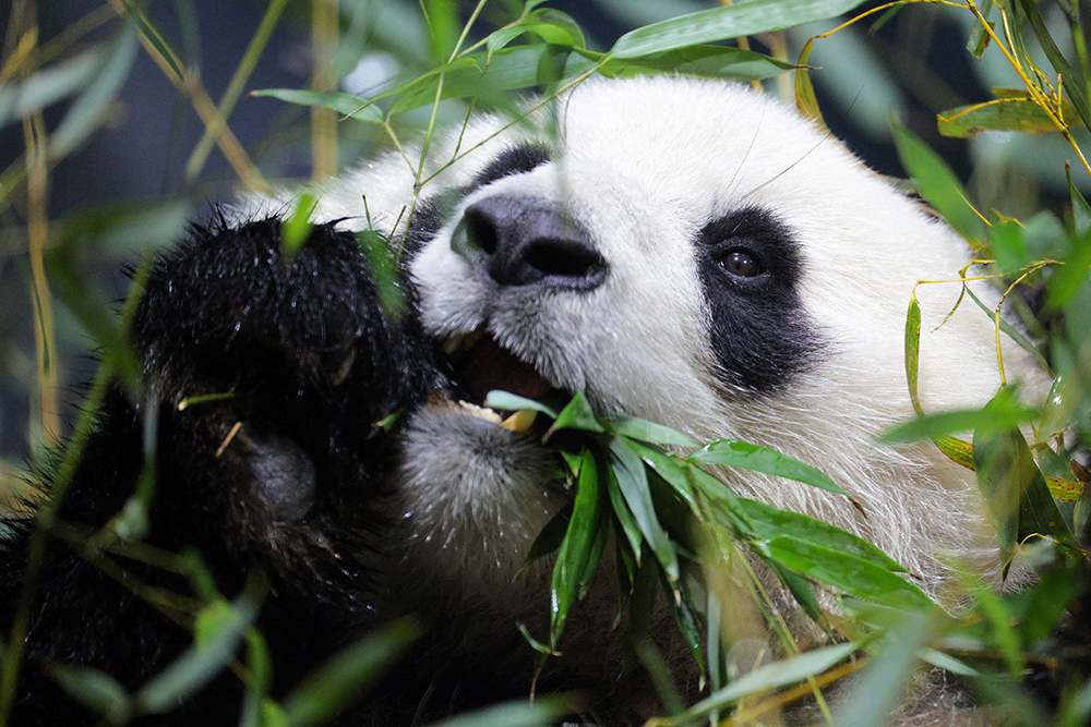 Pandas are still a big question for the zoo