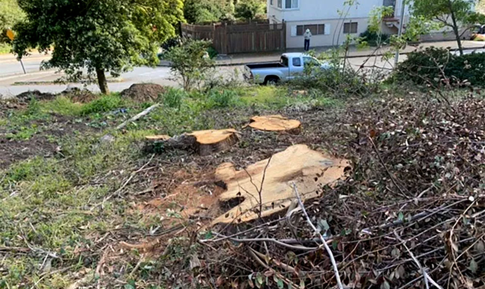 From Trees ot stumps: The public must retain the right to protect SF’s waning tree population