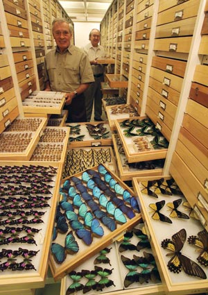 butterfly collection